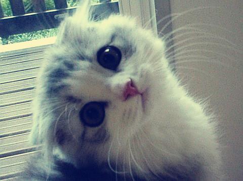 ڹʿϰ˹ԤıϮ911