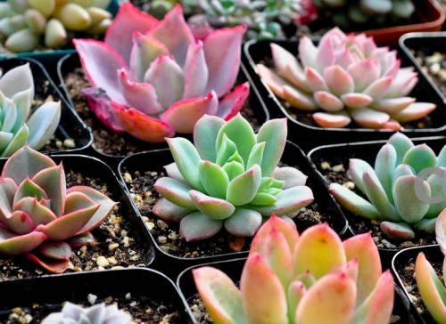 ֱΪʯҵ 㶫Ļᡰ˷硱ת