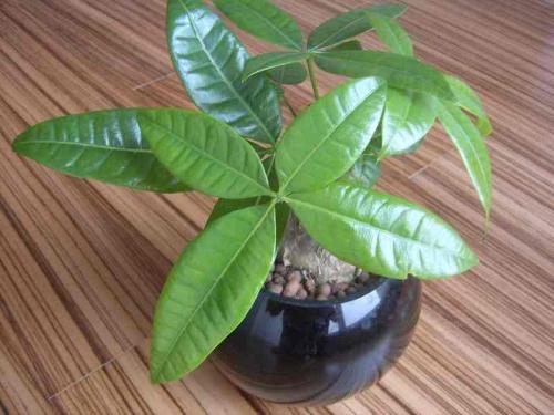 վƻش羳Ĳ 永ʽ4.4