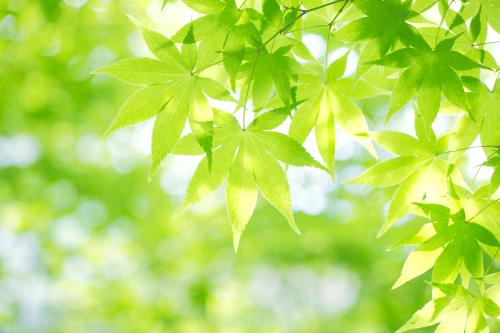 ּ̫ſعȨת йΪعɹɶ